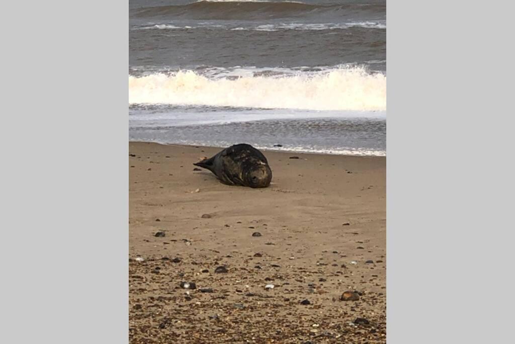Dog Friendly Cottage 2 Mins To Beach With Hot Tub And Zappi Ev Lessingham 외부 사진